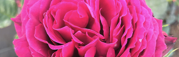 ハイブリッドティー