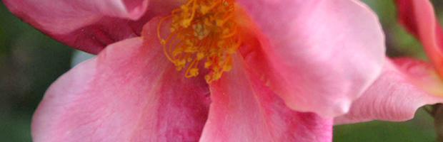 オールドローズ